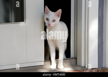 Small white kitten with heterochromia eyes standing at sliding glass door backyard peaking out, curious but cautious and timid. Looking at viewer Stock Photo