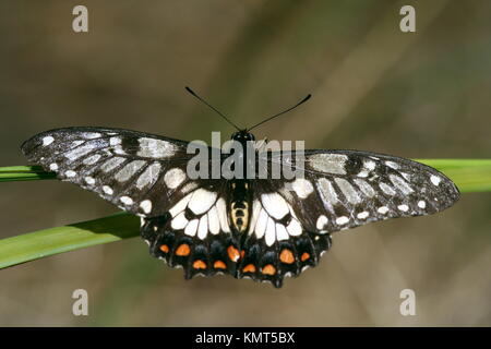 Dainty Swallowtail Butterfly, 'Papilio anactus'. Stock Photo