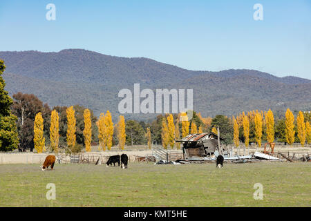 Radiant autumn  colour of the golden poplars in Tumut in the Snowy Mountains in southern New South Wales. Stock Photo