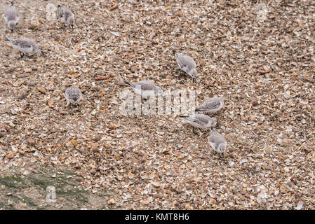 Sanderling (Calidris alba) flock feeding Stock Photo