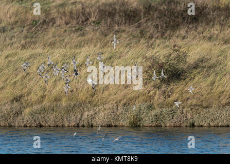 Small flock of flying Knot (Calidris canutus) Stock Photo
