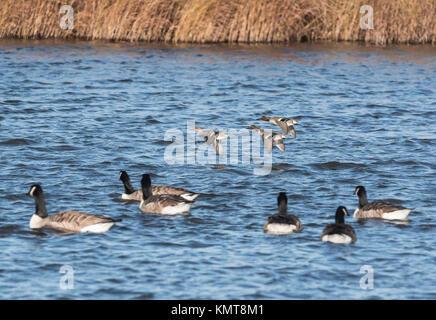 Three Teal (Anas crecca), two males and a female flying over some swimming Canada Geese (Branta canadensis) Stock Photo