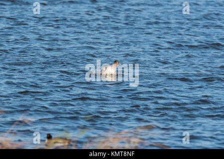 A male Teal (Anas crecca) splashing in water Stock Photo