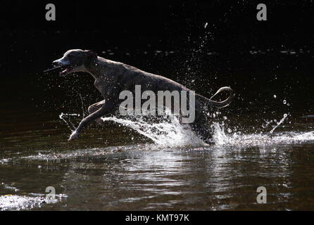 Whippet playing in water Stock Photo