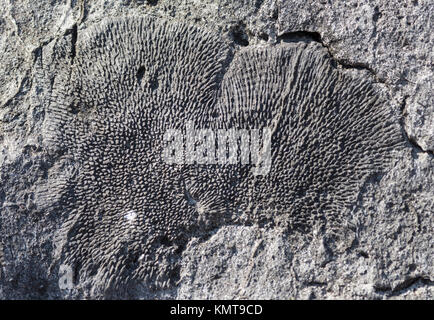 Fossilized corals preserved in Jurassic limestone in Tsingy de Bemaraha National Park. Madagascar, Africa. Stock Photo