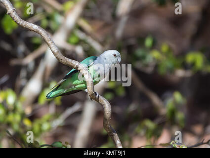 A Gray-headed Lovebird (Agapornis canus) perched on a branch. Kirindy Forest reserve. Madagascar, Africa. Stock Photo