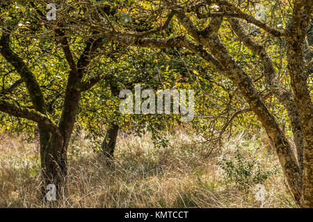Wilderness in the garden with old apple trees and long dry grass Stock Photo