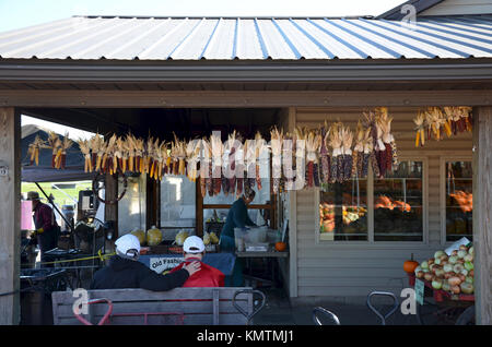Multi-colored, fiesta sweetcorn hanging up to dry at Hershberger's Farm & Bakery near Millersburg, Ohio, USA Stock Photo