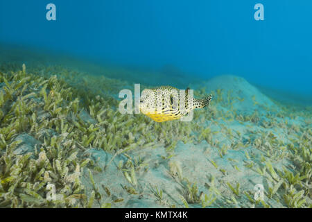 Juvenile Star Pufferfish (Arothron stellatus) swim over bottom with sea grass Stock Photo