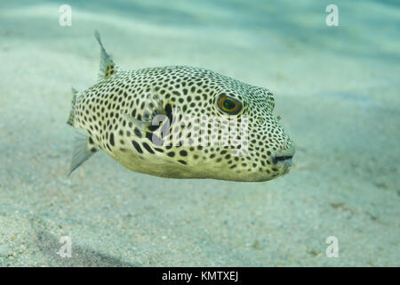 young Star Pufferfish (Arothron stellatus) swim over sandy bottom Stock Photo