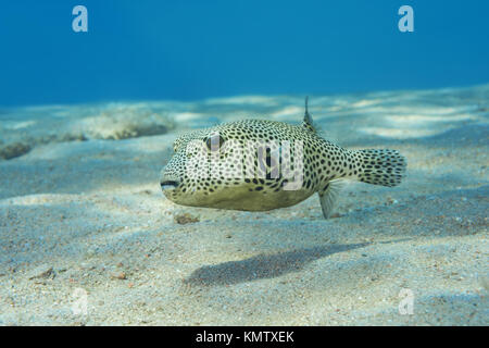 young Star Pufferfish (Arothron stellatus) swim over sandy bottom Stock Photo