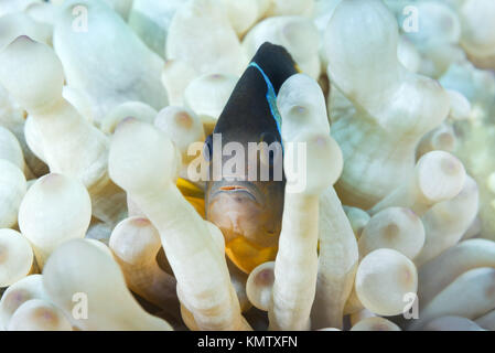 Red Sea Anemonefish or Threebanded Anemonefish (Amphiprion bicinctus) hiding in White (Albinism) Bubble anemone (Entacmaea quadricolor) Stock Photo