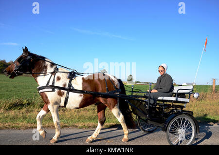 Amish women wearing white bonnet and sunglasses driving an open trap on road in Holmes County, Ohio, USA. Stock Photo