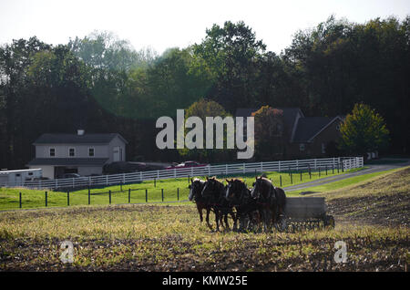 Amish farmer plowing field with team of four horses, Holmes County, Ohio, USA Stock Photo