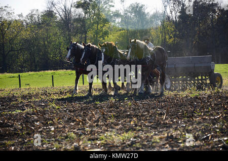 Amish farmer plowing field with team of four horses, Holmes County, Ohio, USA Stock Photo