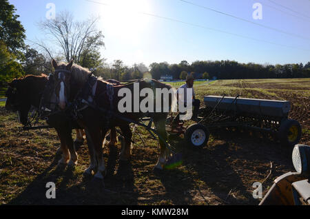 Amish farmer plowing field with team of four horses, Holmes County, Ohio, USA Stock Photo