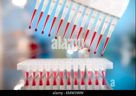 Multichannel pipette tips filled in with reaction mixture to amplify DNA in plastic wells Stock Photo