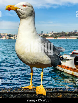 Friendly seagull posing for a good close-up Stock Photo