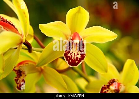 Orchid Cymbidium sp