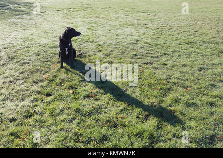 Black dog at park.  Victoria BC Canada Stock Photo