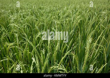 Rice grains ripening on stalk ready for harvest in a paddy field at Bali Indonesia