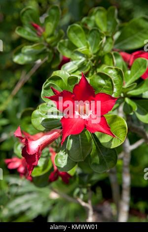 Red Desert Rose Flower Stock Photo - Alamy