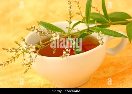 Bottle of lemon verbena essential oil (Aloysia triphylla Stock