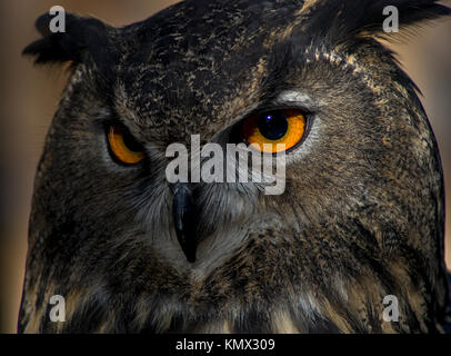 Great Horned Owl Bird, Bubo Virginianus, Portrait, Close up, with Orange Eyes, Feather Detail, and a Tan Blurry Background Stock Photo