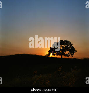 Valley Oak Tree, Quercus Lobata, in Autumn on a Hill, Silhouette Against the Sun with an Orange and Blue Sky and Black Foreground Hill, Fuji Velvia 50 Stock Photo