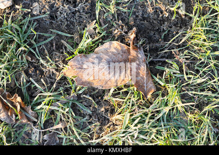 Frozen leaf in grass on a sunny day Stock Photo