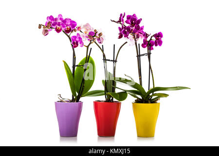Three orchids in pots isolated on a white background. Beautiful indoor flowers close-up. Gift. Stock Photo