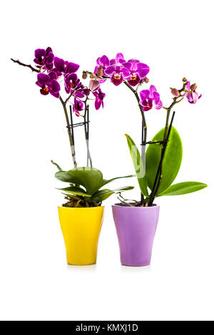 Two orchids in pots isolated on a white background. Beautiful indoor flowers close-up. Gift. Stock Photo