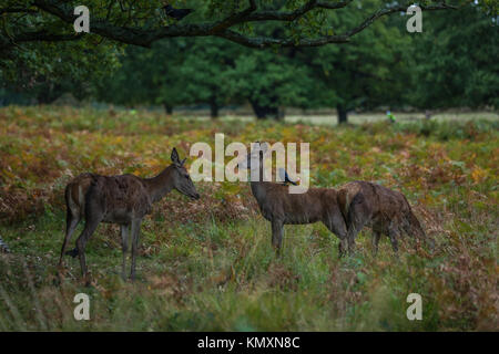 Richmond Park - The Rut Stock Photo