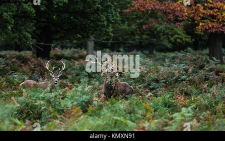 Richmond Park - The Rut Stock Photo