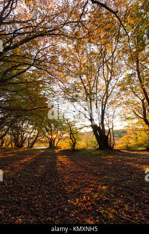 Trees in a wood with low sun filtering through, long shadows, a tapestry of red leaves and  warm fall colors Stock Photo