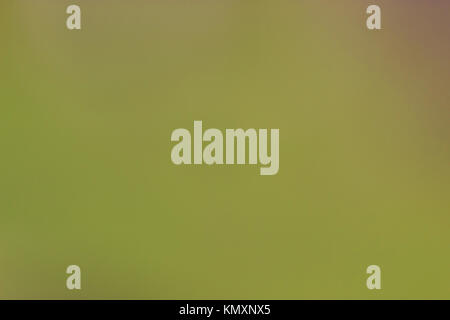 unfocused green forest background in spring. light pale green color Stock Photo