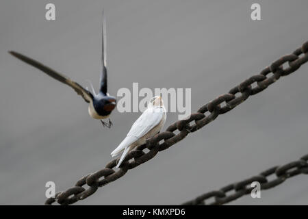 Barn Swallow / Rauchschwalbe ( Hirundo rustica ), fledged, white plumage, gene mutation, leucistic, leucism, with adult flying in, Europe. Stock Photo