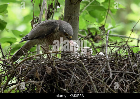 Sparrowhawk / Sperber ( Accipiter nisus ), caring female, feeding its offspring carefully, young chicks in nest begging for food, wildlife, Europe. Stock Photo