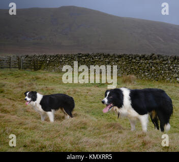 Shepherding in the Yarrow Valley Stock Photo