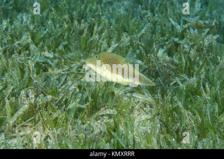 Pearl Toby (Canthigaster margaritata) swim over sea grass Stock Photo