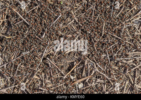 Mass of ants gathering things on the early spring ground for to support colony Stock Photo