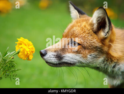 Closeup of a red fox smelling the flower marigold Stock Photo