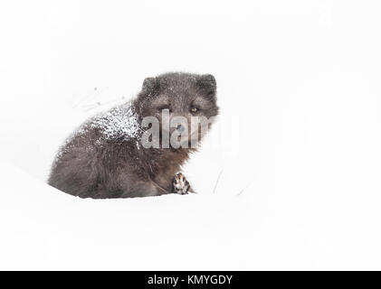 Female arctic fox laying on the snow with fur covered with snow, winter in Iceland Stock Photo