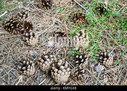 Several pine cones lie on the ground, covered with pine needles. Stock Photo