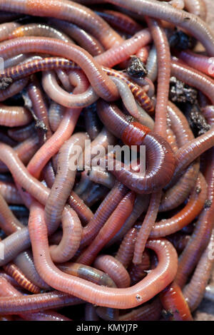 Huge amount of earthworms close to fishing Stock Photo