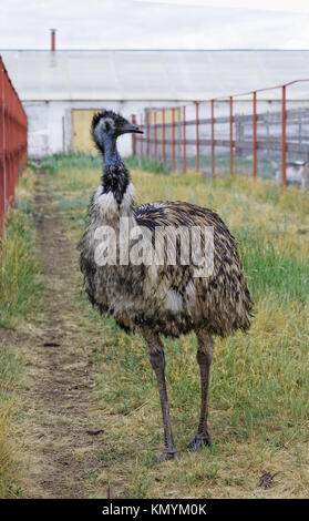 Emu funny poses on their breeding farm in Siberia, Russia Stock Photo