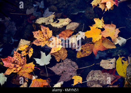 A cluster of colorful leaves that have fallen from the trees in early autumn landing in the dark pool of water Stock Photo