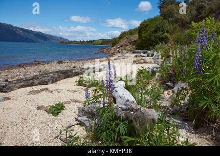 Flowering lupins along shore of the azure blue waters of Lago General Carrera in Patagonia, Chile Stock Photo