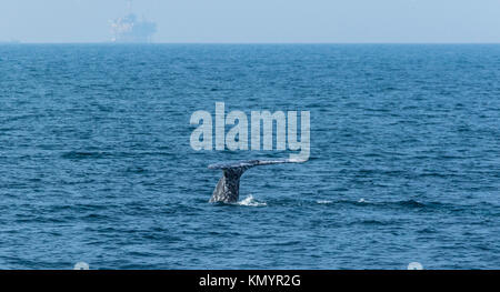 North Pacific right whale (Eubalaena japonica), Channel Islands National Park, California, Usa, America Stock Photo