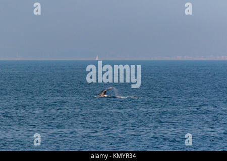 North Pacific right whale (Eubalaena japonica), Channel Islands National Park, California, Usa, America Stock Photo